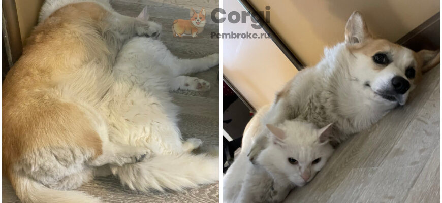 корги и ее лучший друг кот