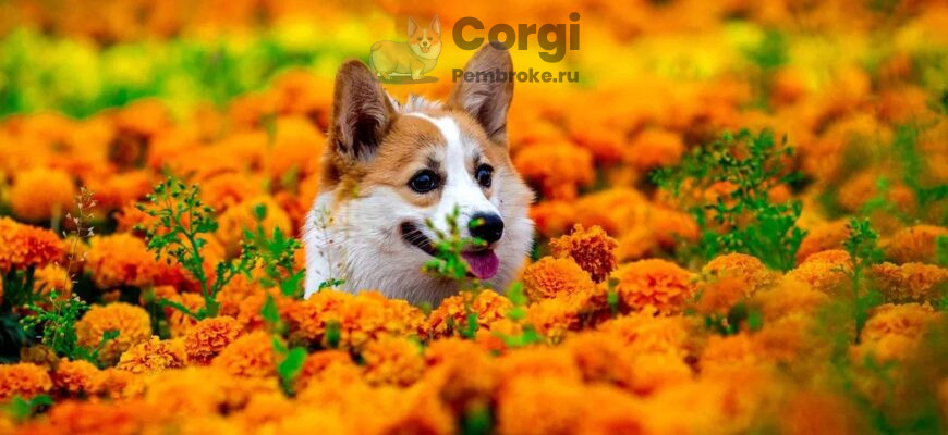 вельш корги пемброк в цветах