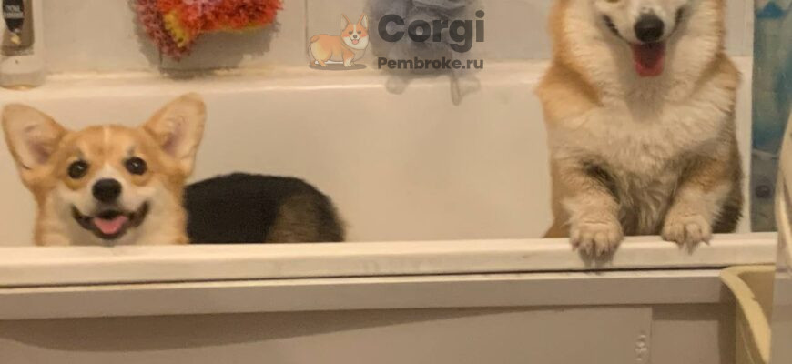 Мытье лап у вельш корги пемброк