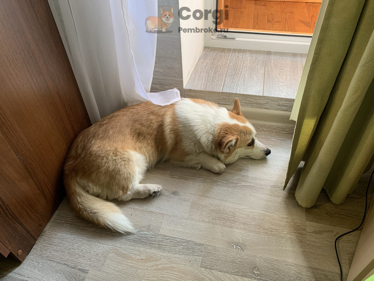 отдых вельш корги пемброк