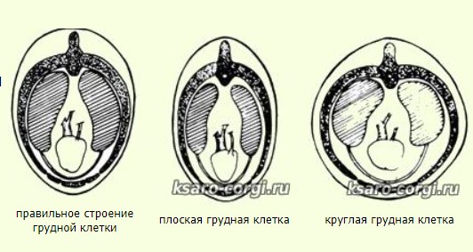 Стандарт породы Вельш-корги Пемброк FCI No.39