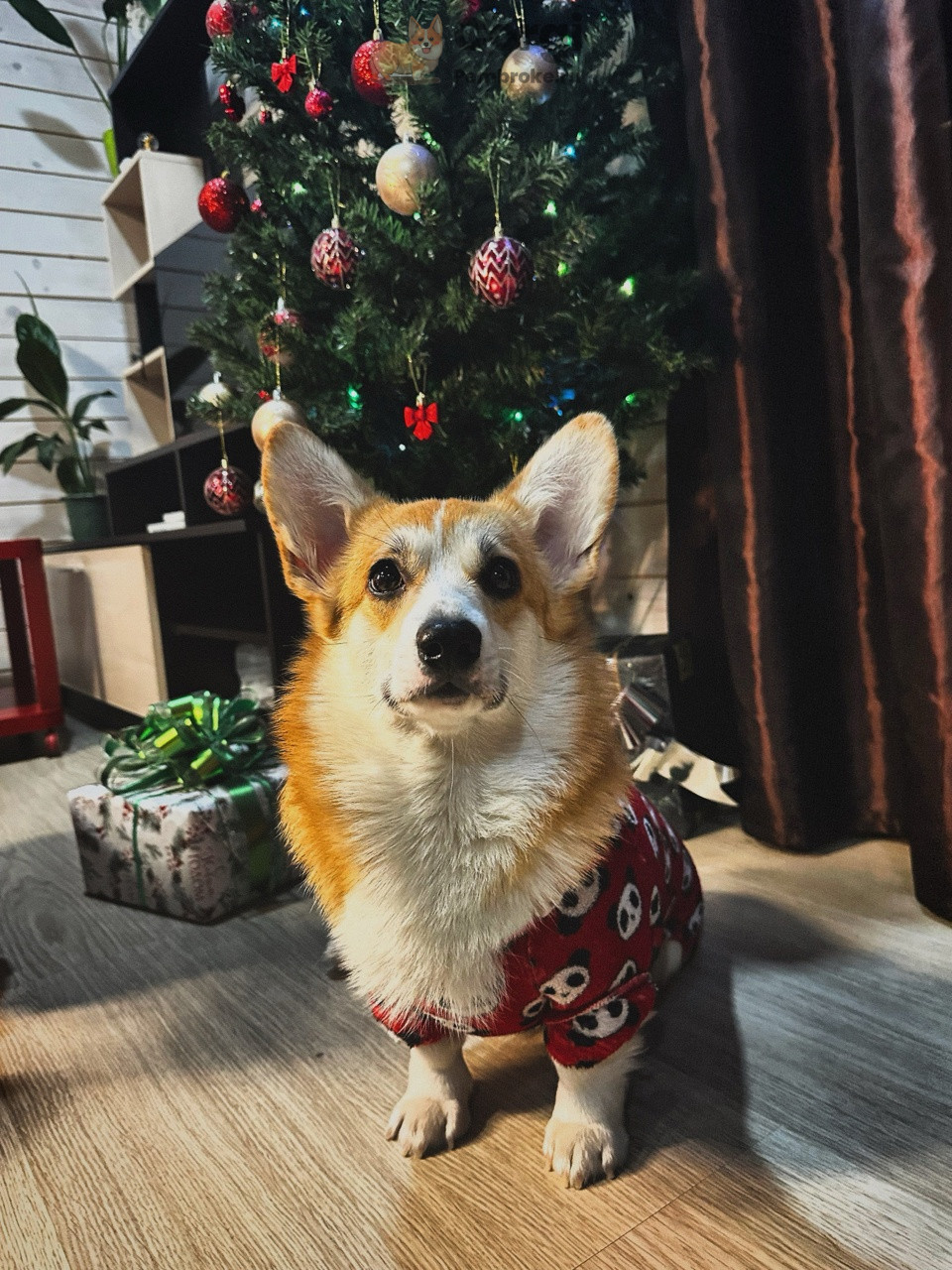 Рыженький Пемброк Корги Happy New Year