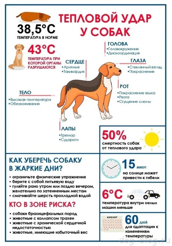 Как Вельш-Корги переносят жару?