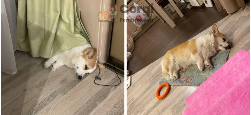 как вельш корги переносят одиночество