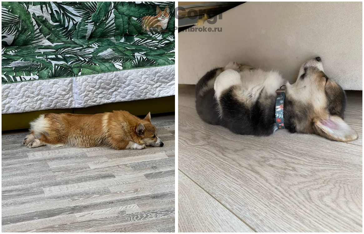 как научить щенка вельш корги ходить на пеленку