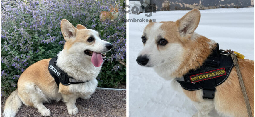 вельш корги в шлейке