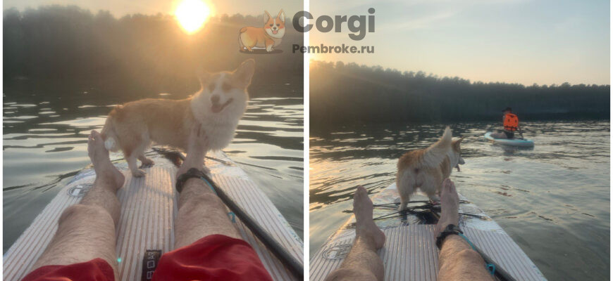 почему попа вельш корги не тонет в воде