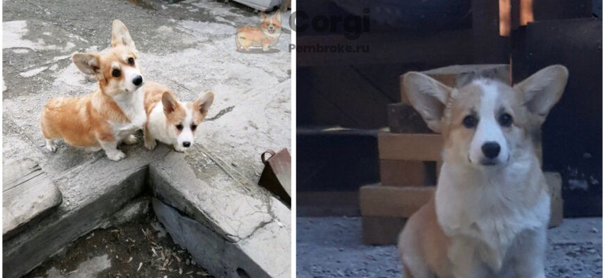 питомник вельш корги в Твери
