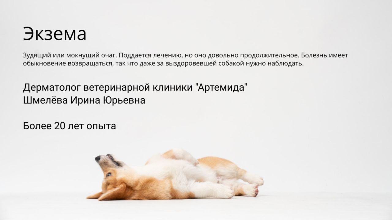 Список всех болезней Вельш Корги: заболевания породы и их лечение