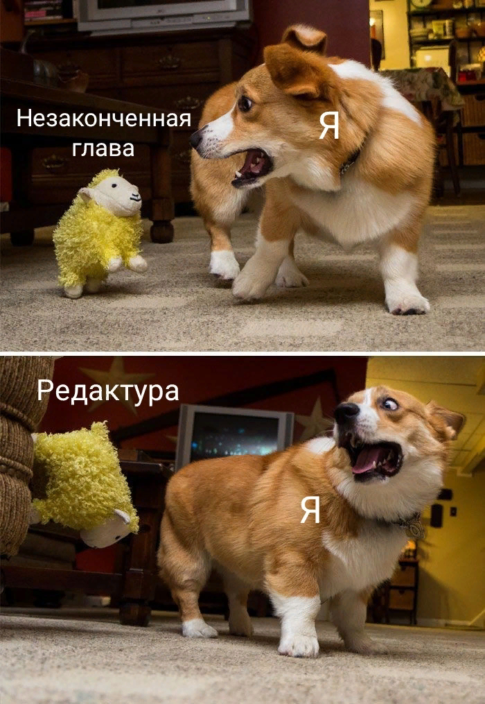Подборка мемов с Вельш-Корги: фото, видео, рейтинг