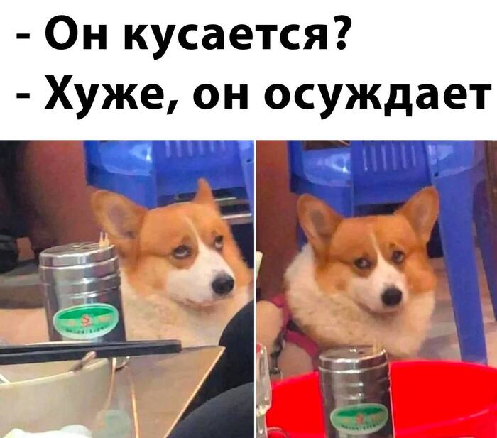 Подборка мемов с Вельш-Корги: фото, видео, рейтинг