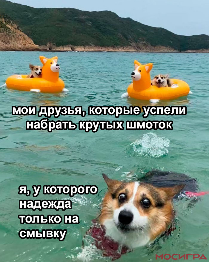 Подборка мемов с Вельш-Корги: фото, видео, рейтинг