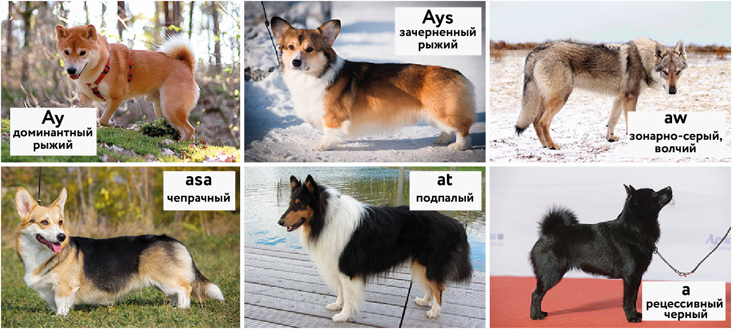Локус А (расширенный) у Вельш-Корги