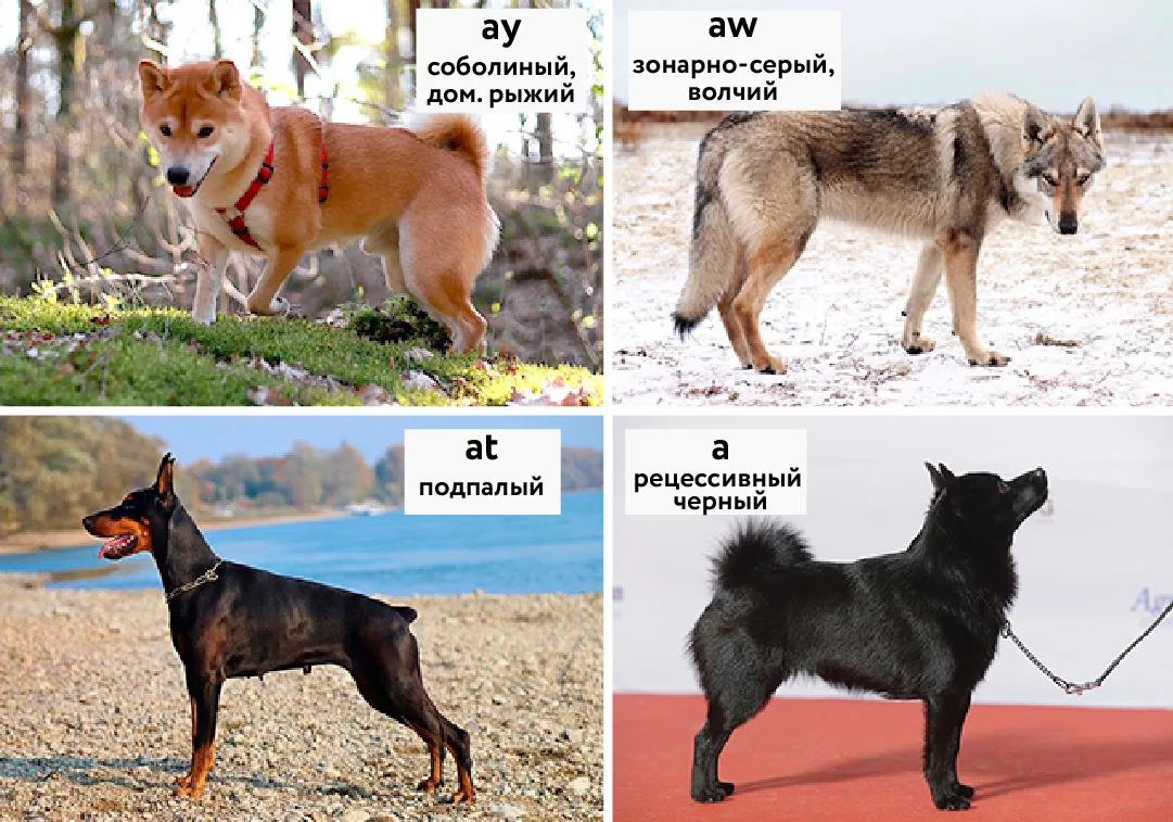Локус А (классический) у Вельш-Корги
