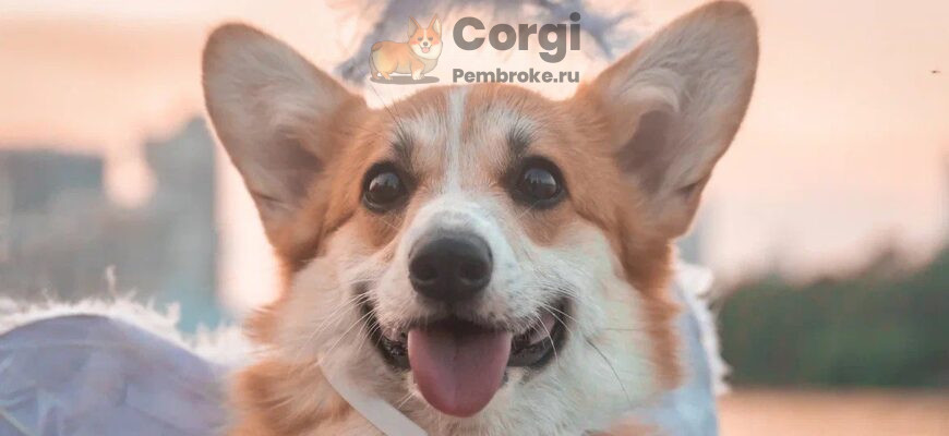 сколько стоит вельш корги пемброк